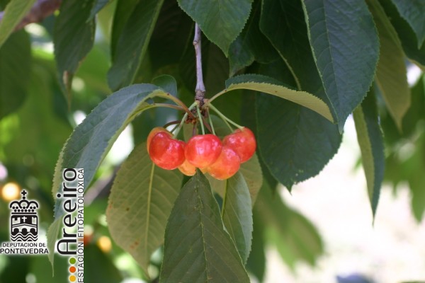 Cerezo - Cherry Tree - Cerdeira (Prunus avium) >> Cerezo (Prunus avium) - Fruto en el arbol.jpg